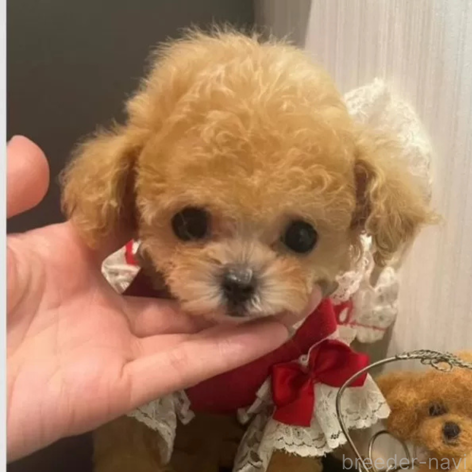 販売中の広島県のマルプー:マルチーズ×トイプードル-384458
